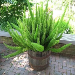 PHP-ASPARAGUS MERRI