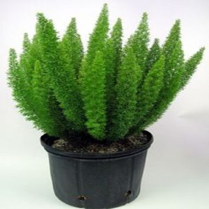 PHP-ASPARAGUS MERRI
