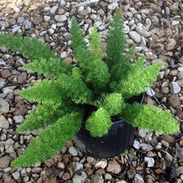 PHP-ASPARAGUS MERRI - Image 4