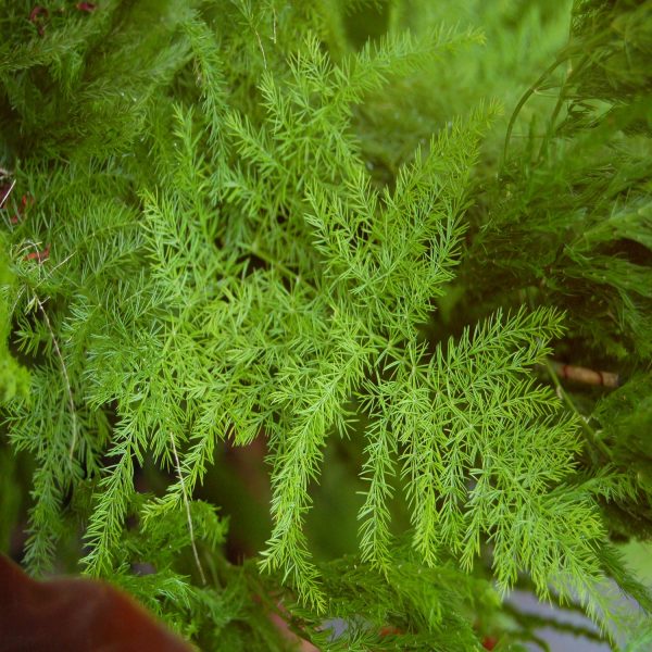 HP-ASPARAGUS PLUMOSUS - Image 3
