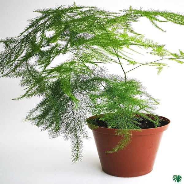 HP-ASPARAGUS PLUMOSUS