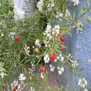 HP-ASPARAGUS RACEMOSA