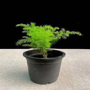 HP-ASPARAGUS RACEMOSA