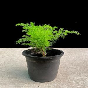 ASPARAGUS RACEMOSUS
