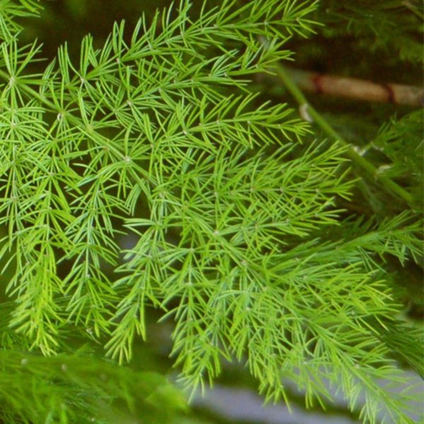ASPARAGUS RACEMOSUS - Image 4