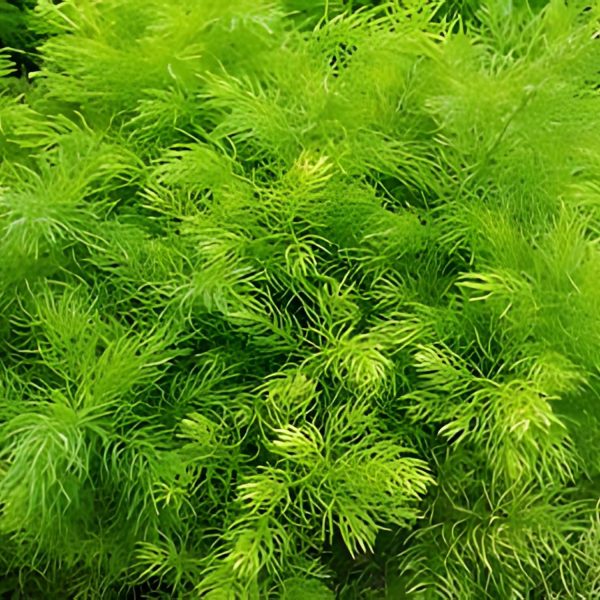ASPARAGUS RACEMOSUS - Image 3