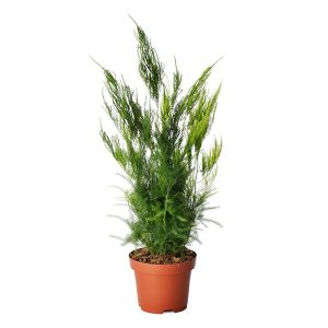 PHP-ASPARAGUS SE. PYRAMIDALIS