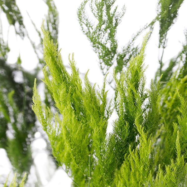 PHP-ASPARAGUS SE. PYRAMIDALIS - Image 3