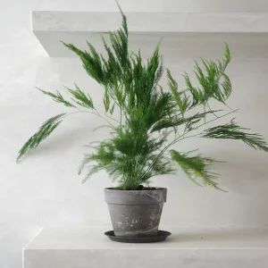PHP-ASPARAGUS SE. PYRAMIDALIS
