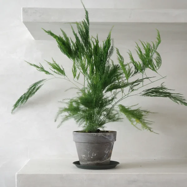 PHP-ASPARAGUS SE. PYRAMIDALIS