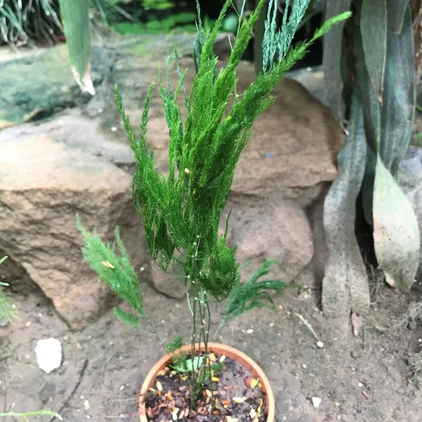 PHP-ASPARAGUS SE. PYRAMIDALIS - Image 4