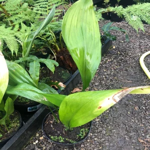 PHP-ASPIDISTRA EL. VARIEGATA