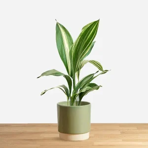 HP-ASPIDISTRA EL. VARIEGATA