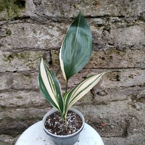 PHP-ASPIDISTRA EL. VARIEGATA