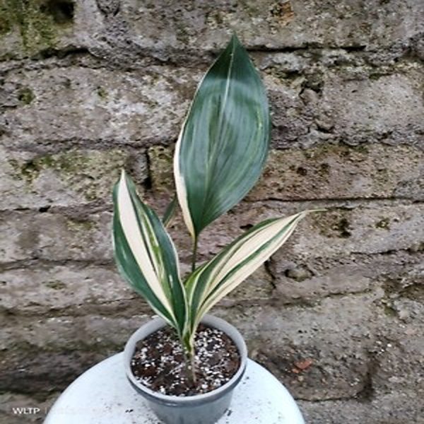 PHP-ASPIDISTRA EL. VARIEGATA