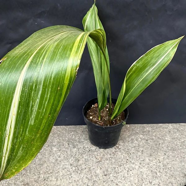 HP-ASPIDISTRA EL. VARIEGATA - Image 4