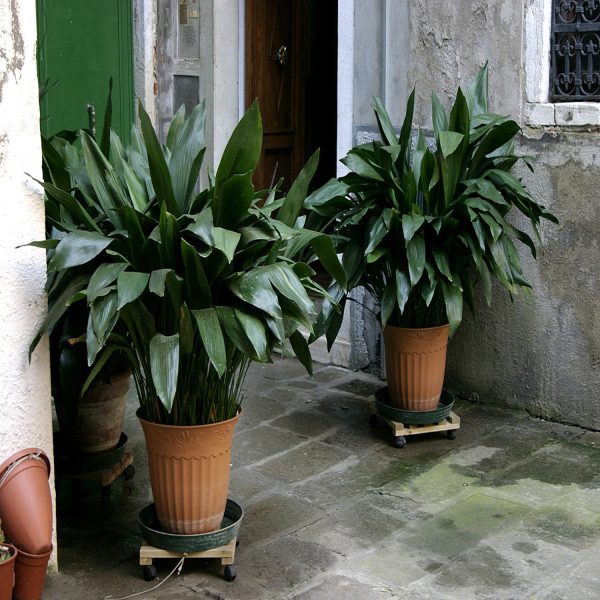 HP-ASPIDISTRA ELATIOR - Image 3