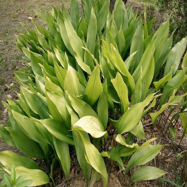 HP-ASPIDISTRA ELATIOR - Image 4