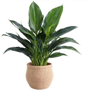 HP-ASPIDISTRA ELATIOR
