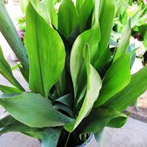 HP-ASPIDISTRA ELATIOR