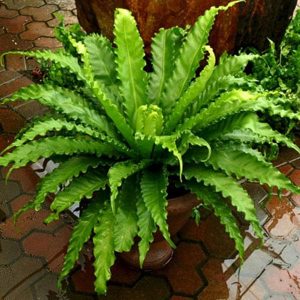 HP-ASPLENIUM N. PLICATUM