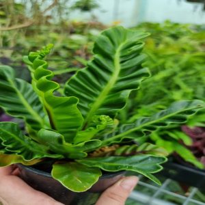 HP-ASPLENIUM N. PLICATUM