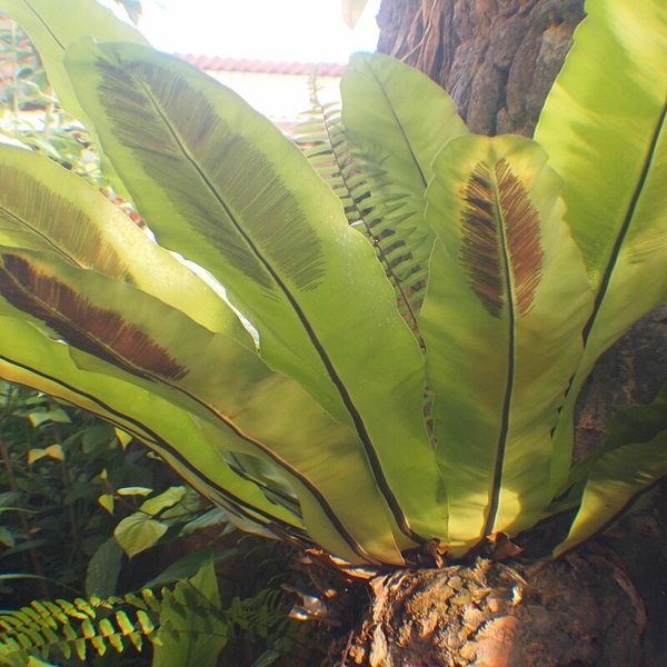 HP-ASPLENIUM NIDUS - Image 5