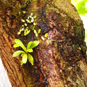 HP-ASPLENIUM NIDUS