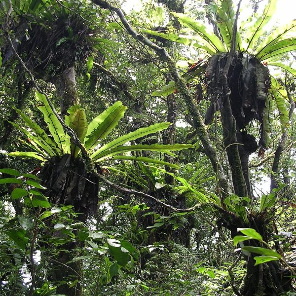 HP-ASPLENIUM NIDUS - Image 3