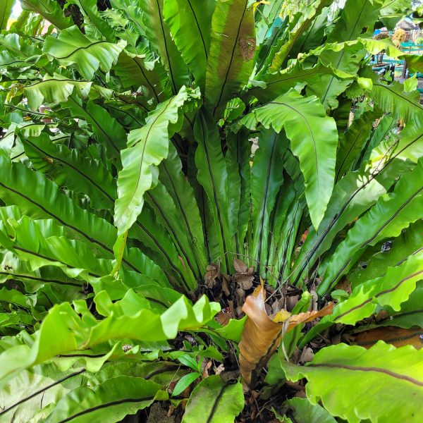 HP-ASPLENIUM NIDUS - Image 4