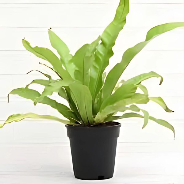 HP-ASPLENIUM NIDUS