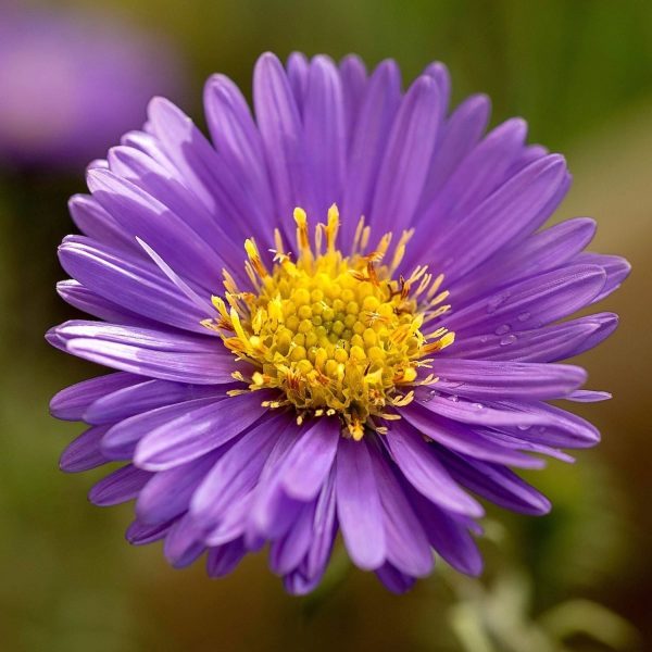 ASTER SPP. - Image 3