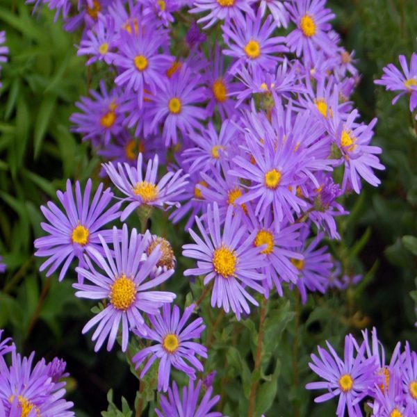ASTER SPP. - Image 4