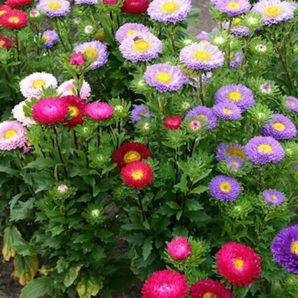 ASTER SPP. - Image 5