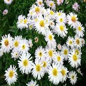 ASTER