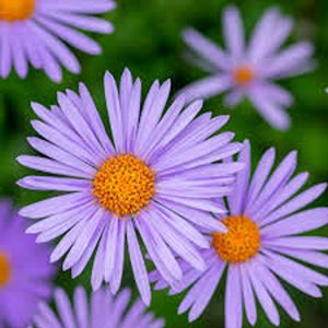 ASTER SPP.