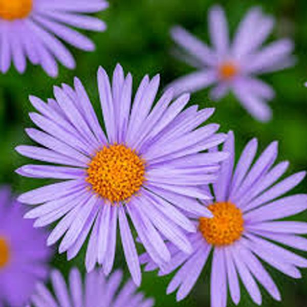 ASTER SPP. - Image 2