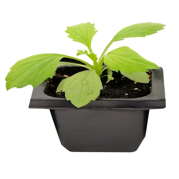 ASTER - Image 3