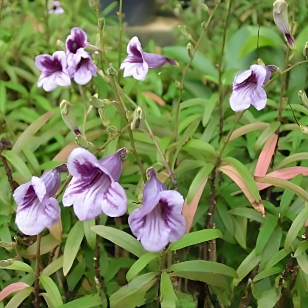 ASYSTASIA CHELONOIDES
