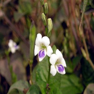 ASYSTASIA CHELONOIDES