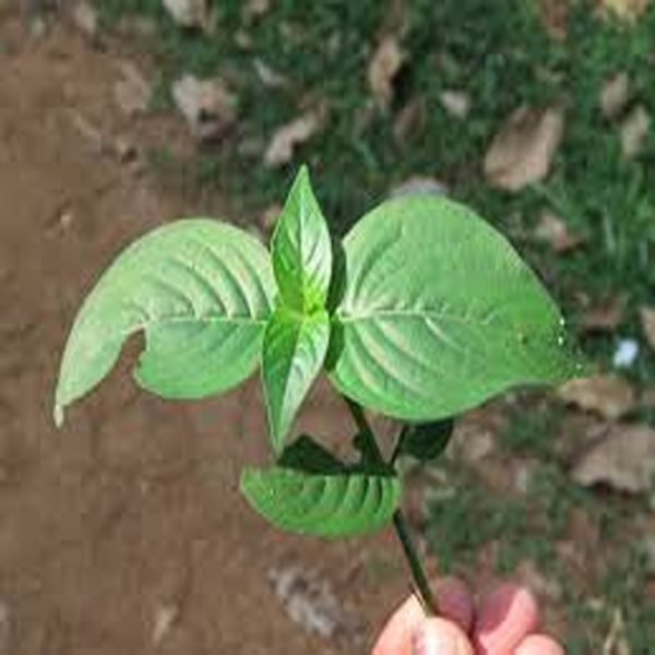 ASYSTASIA CHELONOIDES - Image 3