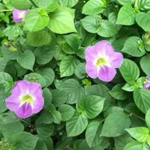 ASYSTASIA GANGETICA