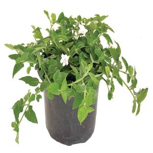 ASYSTASIA GANGETICA
