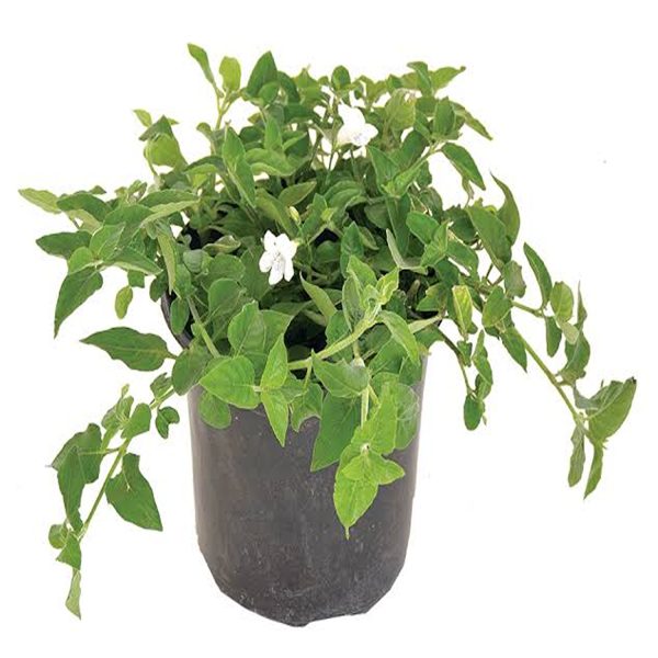 ASYSTASIA GANGETICA