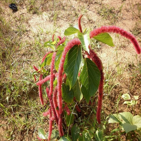 ACALYPHA HISPIDA - Image 4
