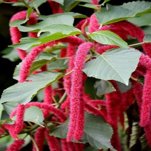 ACALYPHA HISPIDA