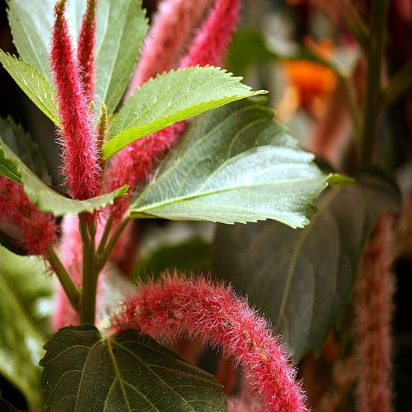 ACALYPHA HISPIDA - Image 3
