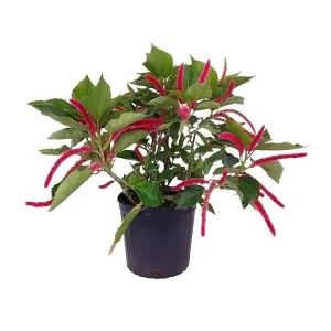 ACALYPHA HISPIDA