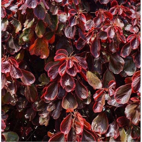 ACALYPHA WILKESIANA OBOVATA - Image 3