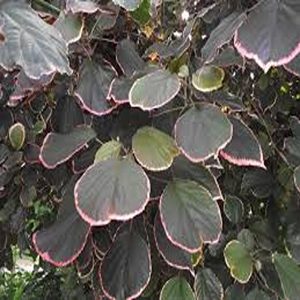 ACALYPHA WILKESIANA OBOVATA